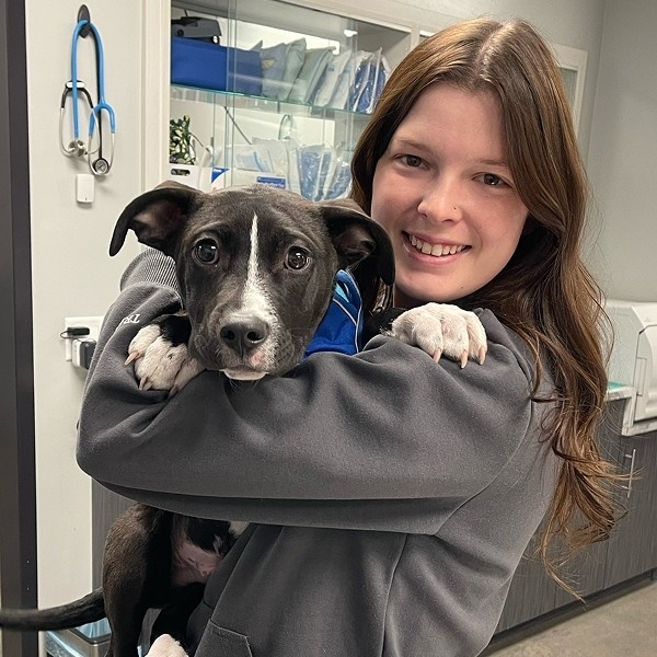 vet holding dog in hand vet holding dog in hand