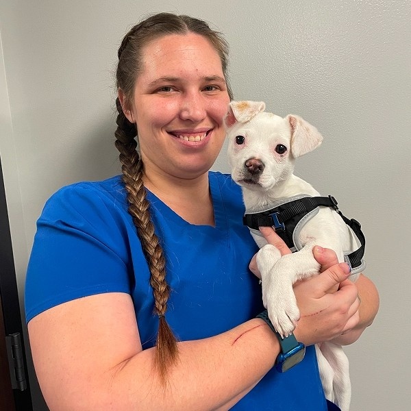 vet holding dog in hand vet holding dog in hand