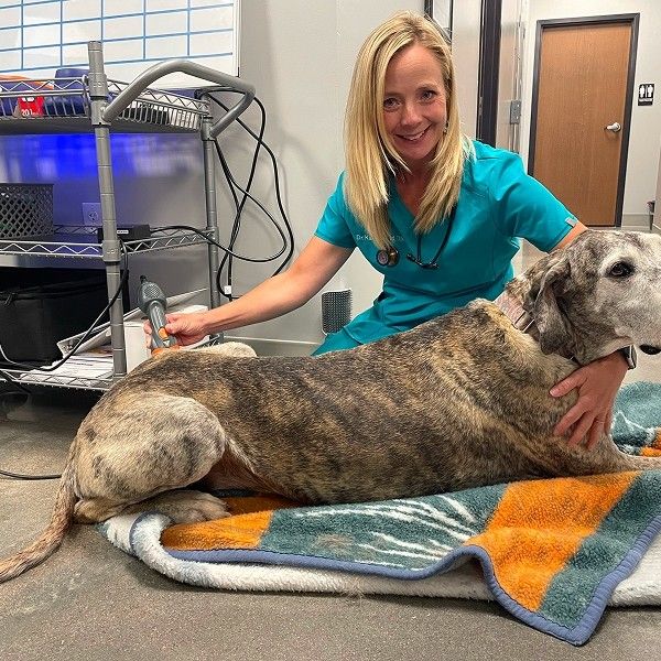 vet with big dog vet with big dog