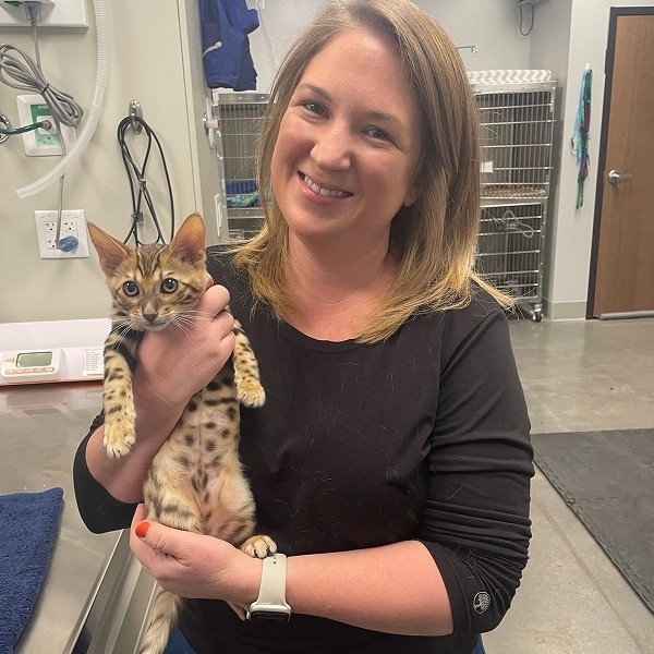 vet holding kitten vet holding kitten