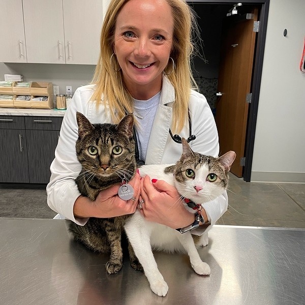 two cats with vet two cats with vet