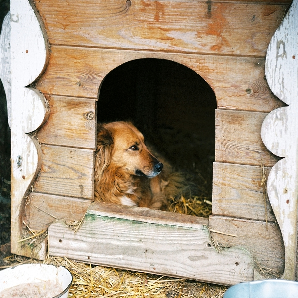 dog in shelter