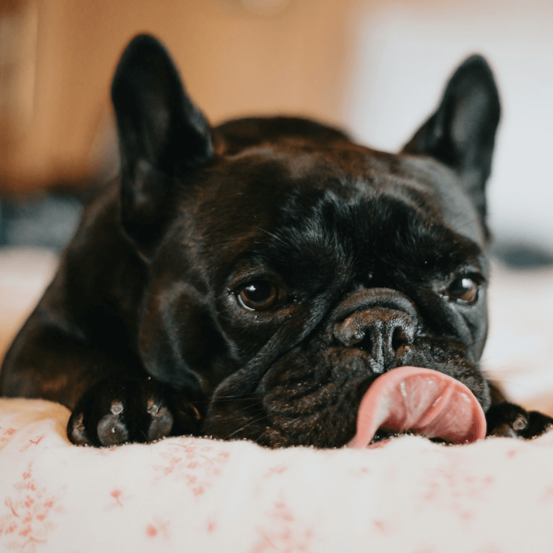 <br />
Pet is on the bed
